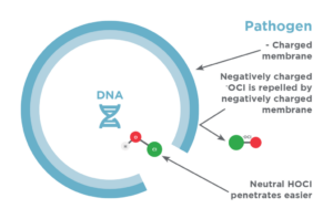 Graphic of a pathogen (HOCl) attacking a bacterial cell
